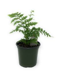 Attēlu rezultāti vaicājumam “Oenothera rubricauli leaf”