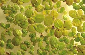 Attēlu rezultāti vaicājumam “Lamproderma puncticulatum macro”