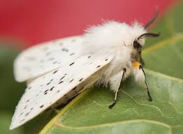 Attēlu rezultāti vaicājumam “Spilosoma lutea imago”