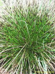 Attēlu rezultāti vaicājumam “Schoenus ferrugineus”