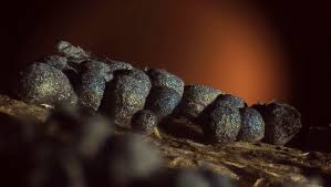 Attēlu rezultāti vaicājumam “Badhamia foliicola macro”