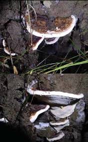 Attēlu rezultāti vaicājumam “Heterobasidion annosum”