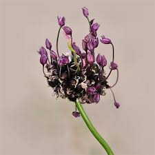 Attēlu rezultāti vaicājumam “Allium scorodoprasum”