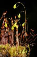 Attēlu rezultāti vaicājumam “Funariales”