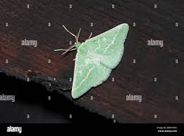 Attēlu rezultāti vaicājumam “Thetidia smaragdaria”