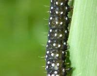 Attēlu rezultāti vaicājumam “Aphelia paleana larva”