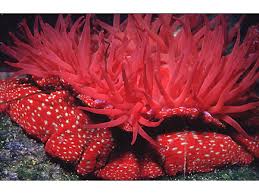 ผลการค้นหารูปภาพสำหรับ strawberry anemone
