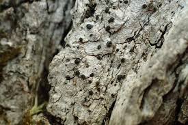 Attēlu rezultāti vaicājumam “Acrocordia gemmata”