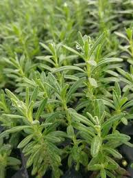 Attēlu rezultāti vaicājumam “Lavandula angustifolia leaf”