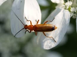 Attēlu rezultāti vaicājumam “Rhagonycha fulva”