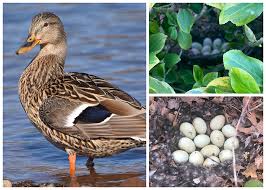 Attēlu rezultāti vaicājumam “Anas platyrhynchos eggs”