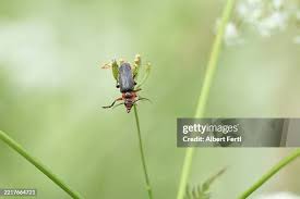 Attēlu rezultāti vaicājumam “Cantharis rustica”