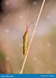 Attēlu rezultāti vaicājumam “Alydus calcaratus imago”