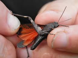 Attēlu rezultāti vaicājumam “Psophus stridulus”