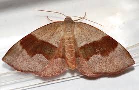 Attēlu rezultāti vaicājumam “Plagodis pulveraria”