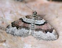 Attēlu rezultāti vaicājumam “Xanthorhoe designata”