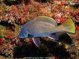 Image result for Sciaena umbra