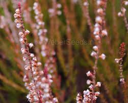 Attēlu rezultāti vaicājumam “Calluna vulgaris”