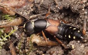 Attēlu rezultāti vaicājumam “Staphylinus erythropterus”