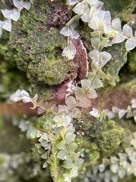 Attēlu rezultāti vaicājumam “Calypogeia fissa”