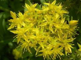 Attēlu rezultāti vaicājumam “Sedum aizoon flower”