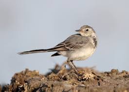 Attēlu rezultāti vaicājumam “Motacilla alba juvenile”