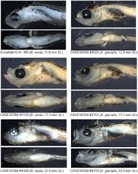 Image result for Boreogadus saida