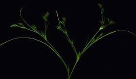 Attēlu rezultāti vaicājumam “Juncus bufonius bud”