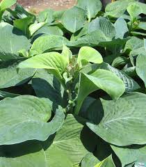 Image result for Hosta sieboldiana 'Elegans'
