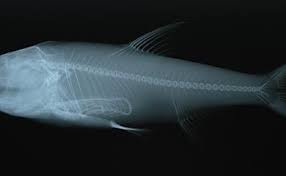 Image result for Hypophthalmichthys molitrix