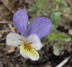 Attēlu rezultāti vaicājumam “Viola tricolor subsp. curtisii bud”