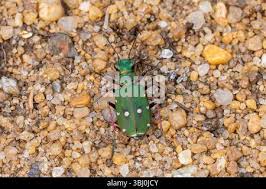 Attēlu rezultāti vaicājumam “Cicindela campestris imago”