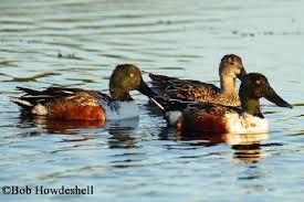 Attēlu rezultāti vaicājumam “Anas clypeata”