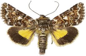 Attēlu rezultāti vaicājumam “Anarta myrtilli”