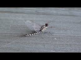 Attēlu rezultāti vaicājumam “Siphlonurus male”