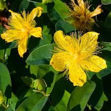 Attēlu rezultāti vaicājumam “Hypericum perforatum flower”
