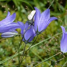 Image result for Campanula affinis