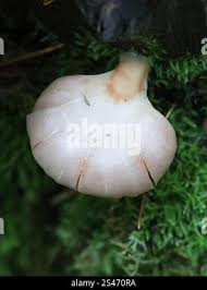 Attēlu rezultāti vaicājumam “Crepidotus applanatus”