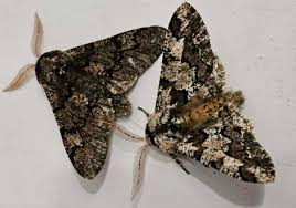 Attēlu rezultāti vaicājumam “Biston strataria”