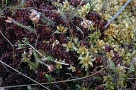 Attēlu rezultāti vaicājumam “Sphagnum rubellum”