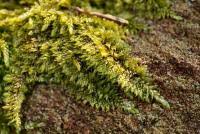 Attēlu rezultāti vaicājumam “Hypnum cupressiforme var. subjulacum”