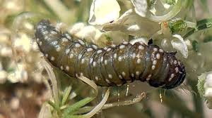 Attēlu rezultāti vaicājumam “Depressaria depressana”