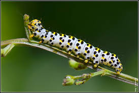 Attēlu rezultāti vaicājumam “Shargacucullia scrophulariae”