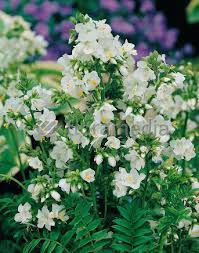 Image result for Polemonium coeruleum album