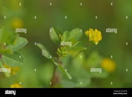 Attēlu rezultāti vaicājumam “Trifolium dubium bud”