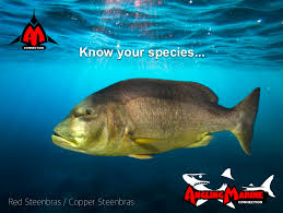 Image result for Petrus rupestris