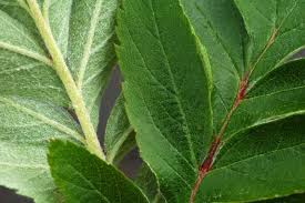 Attēlu rezultāti vaicājumam “Sorbus hybrida”