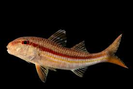 Image result for Mullus surmuletus