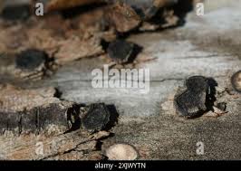 Attēlu rezultāti vaicājumam “Biscogniauxia marginata”