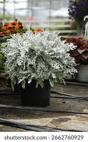 Image result for Cineraria maritima